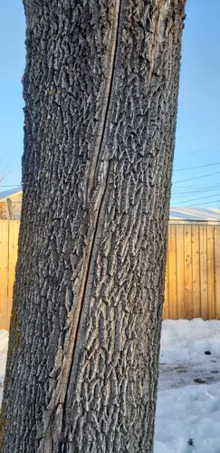 Frost Crack in Tree
