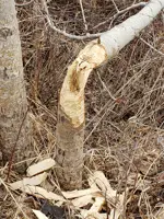 Beaver Damage