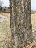 Caging of Trees