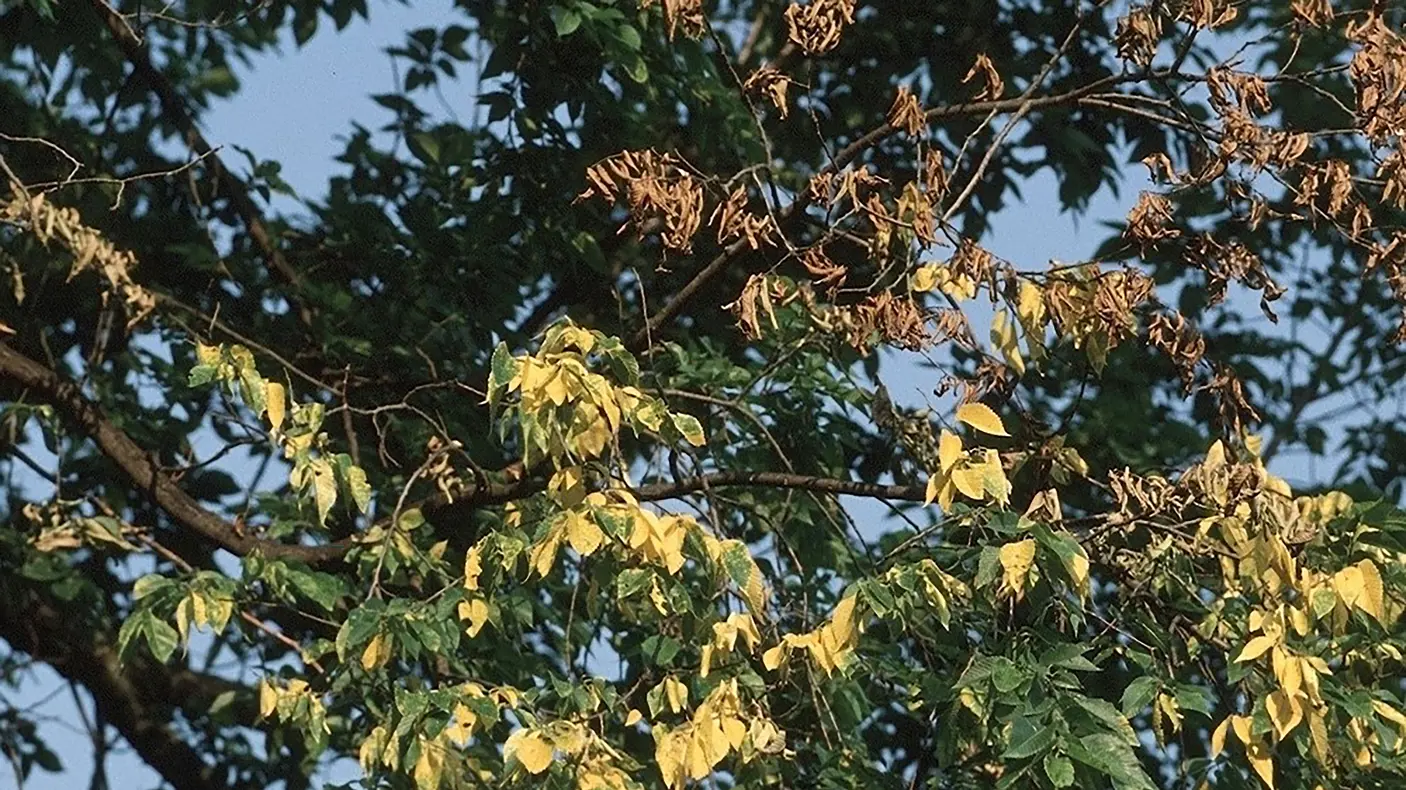 Dutch Elm Disease - Photo By Joseph OBrien USDA Forest Service