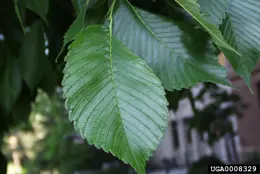 American elm leaf shape. Credit: Paul Wray, Iowa State University