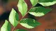 Siberian elm leaf shape. Credit: Patrick Breen, Oregon State University